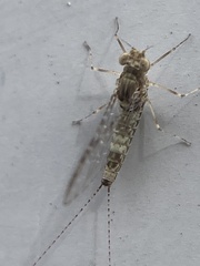 Callibaetis pictus