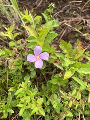 Rhexia nuttallii
