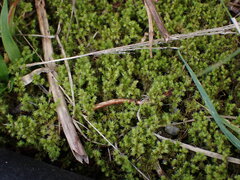 Racomitrium ericoides