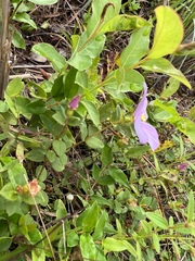 Rhexia nuttallii
