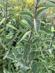 Lonicera morrowii