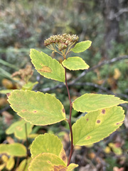 Spiraea beauverdiana