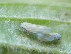 Macrosteles