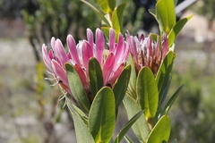 Protea compacta