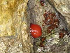 Actinia mediterranea