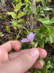 Rhexia nuttallii