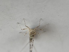 Callibaetis pictus