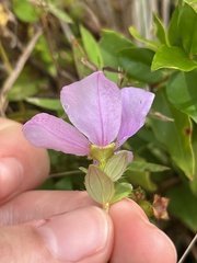 Rhexia nuttallii