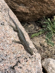 Archaeolacerta bedriagae