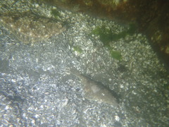 Lepidopsetta bilineata