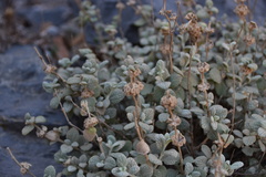 Pseudodictamnus acetabulosus