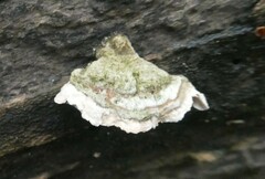 Stereum subtomentosum