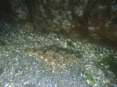 Lepidopsetta bilineata