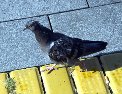 Columba livia domestica
