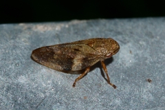 Aphrophora