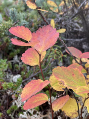 Spiraea beauverdiana