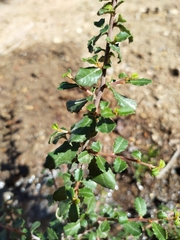Rhamnus ilicifolia