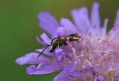 Lasioglossum