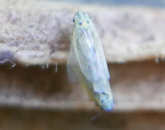 Macrosteles