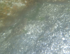 Lepidopsetta bilineata