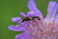 Lasioglossum