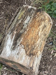 Serpula himantioides