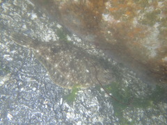 Lepidopsetta bilineata