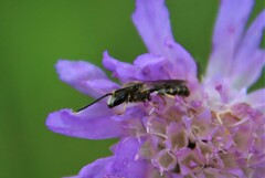 Lasioglossum