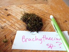 Brachythecium
