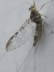 Callibaetis pictus