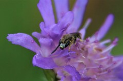 Lasioglossum