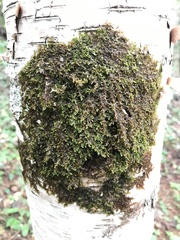 Ptilidium pulcherrimum