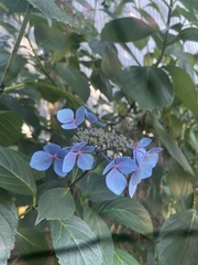 Hydrangea