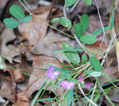 Lespedeza texana