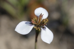 Moraea unguiculata