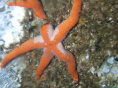 Henricia