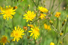 Hieracium maculatum