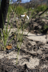 Moraea unguiculata
