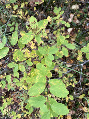Spiraea beauverdiana