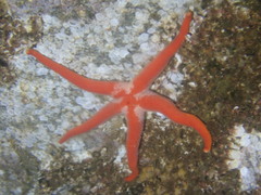 Henricia