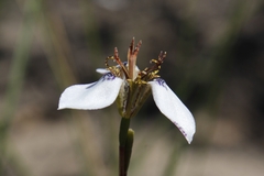 Moraea unguiculata