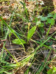 Liparis loeselii