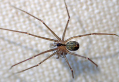 Psilochorus californiae