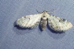 Eupithecia centaureata