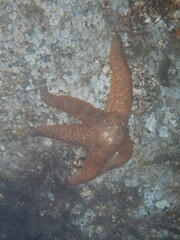 Evasterias troschelii