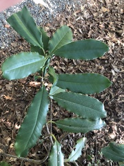 Photinia serratifolia