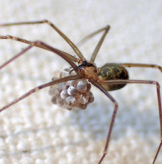 Psilochorus californiae