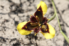 Moraea lurida