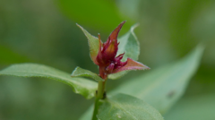 Bayeriola salicariae