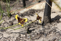 Moraea lurida